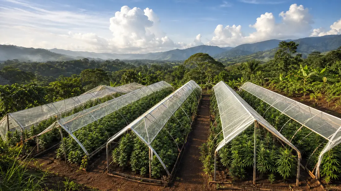 Open-air greenhouse rows in a lush tropical valley