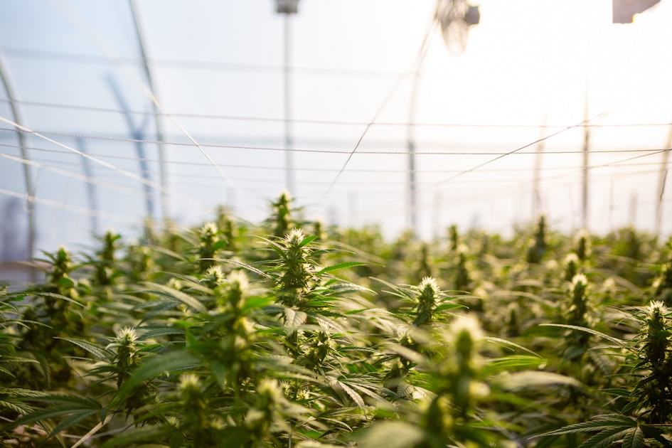 Cultivation Practices in the DRC