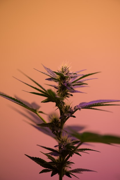 The Future of Medical Cannabis