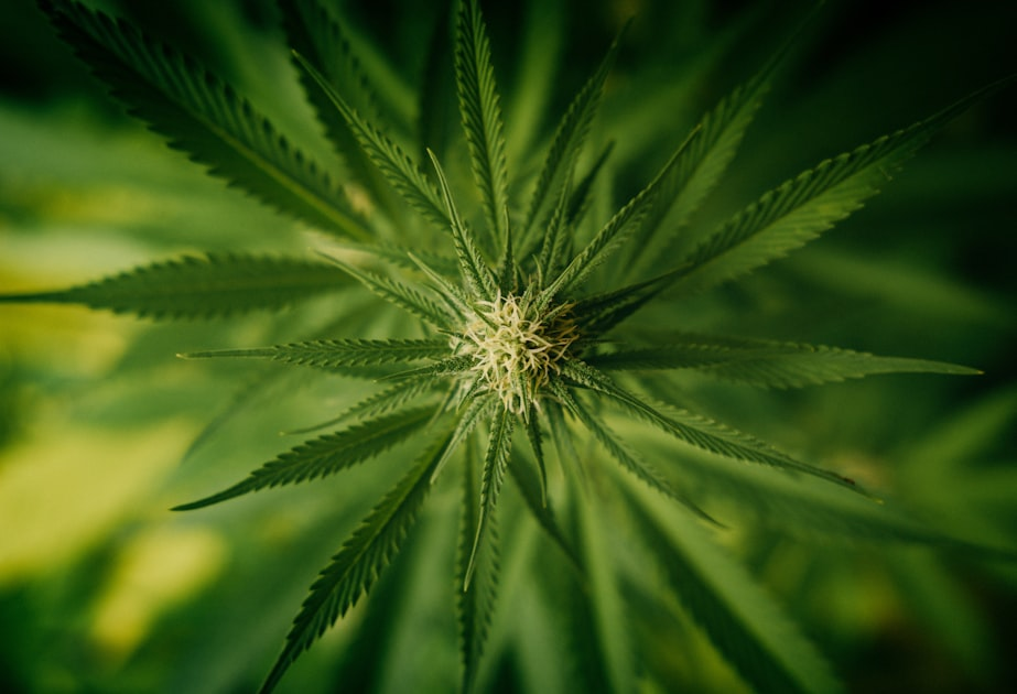 Understanding Pharmaceutical Cannabis